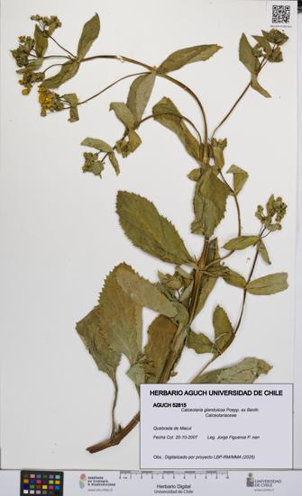 Calceolaria glandulosa [Espécimen: UCH:AGUCH:0052815]