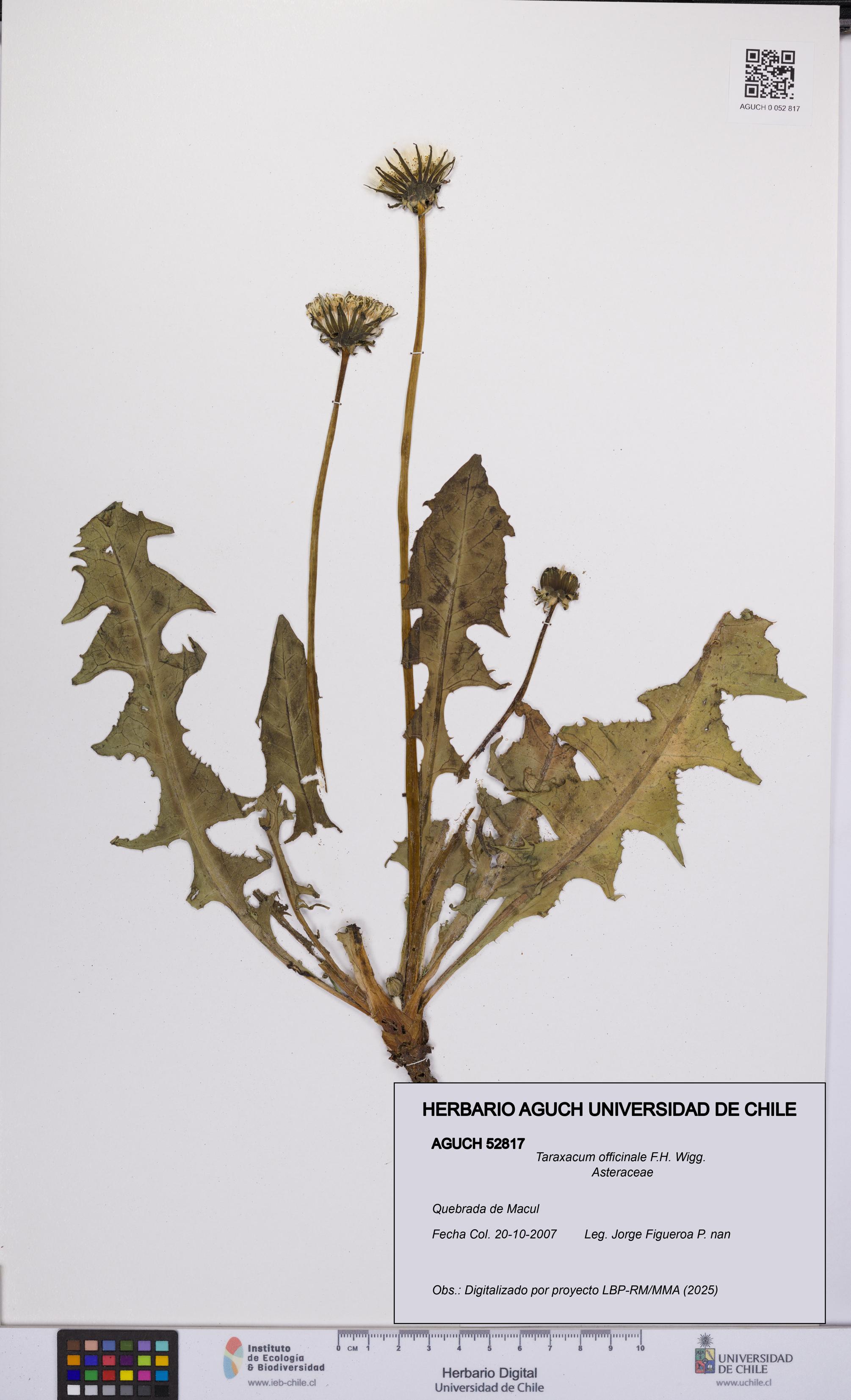 Taraxacum officinale [Espécimen: UCH:AGUCH:0052817]