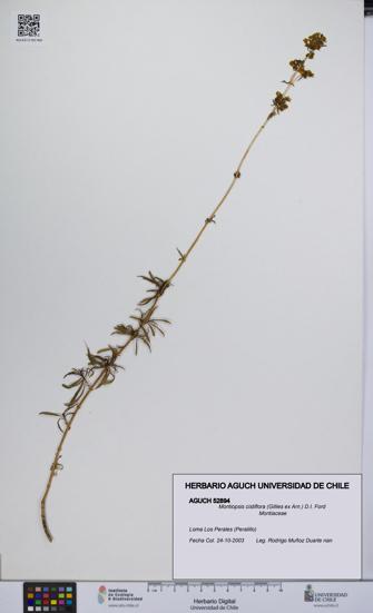 Montiopsis cistiflora [Espécimen: UCH:AGUCH:0052894]