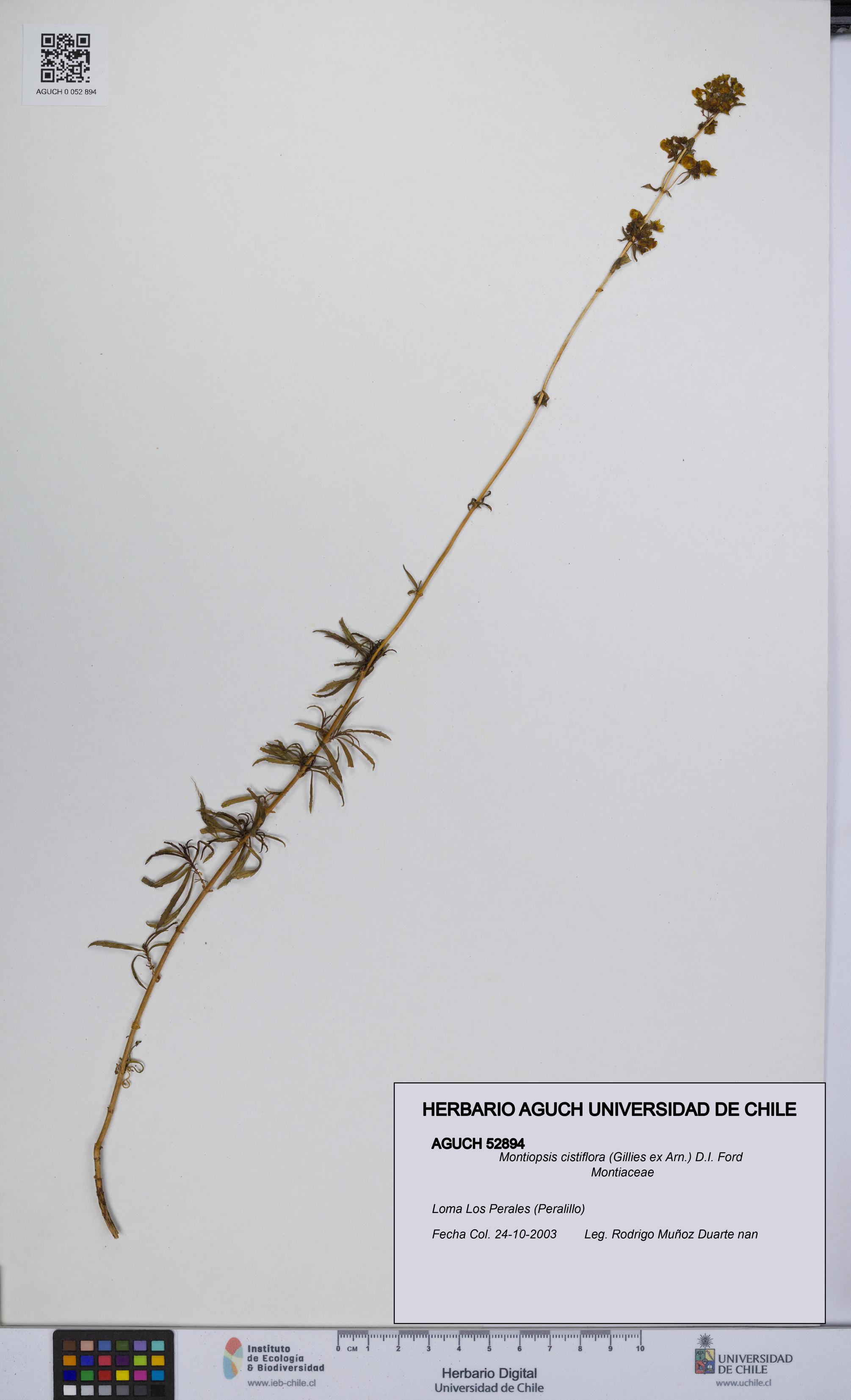 Montiopsis cistiflora [Espécimen: UCH:AGUCH:0052894]