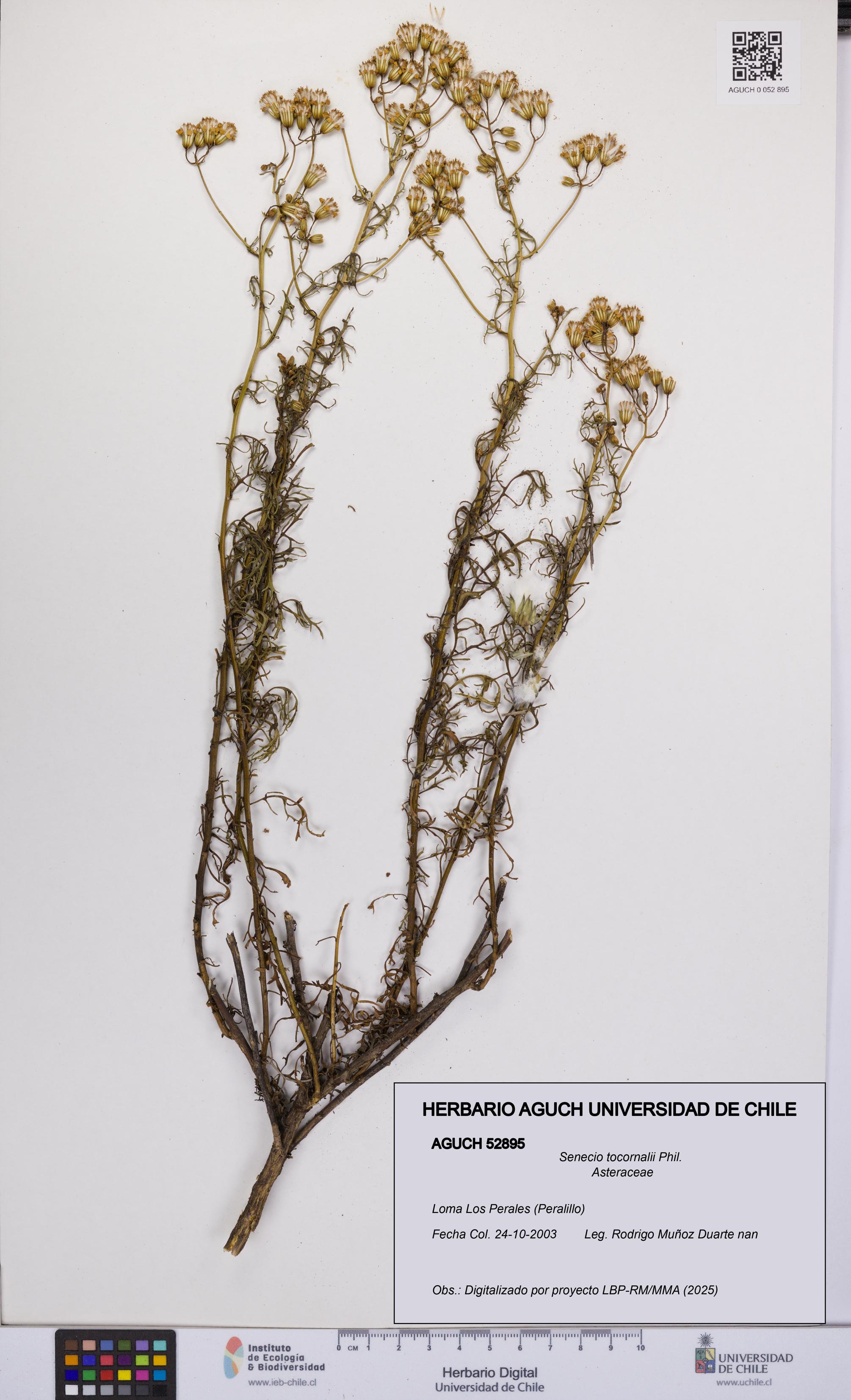 Senecio tocornalii [Espécimen: UCH:AGUCH:0052895]