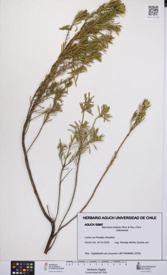 Baccharis linearis [Espécimen: UCH:AGUCH:0052897]