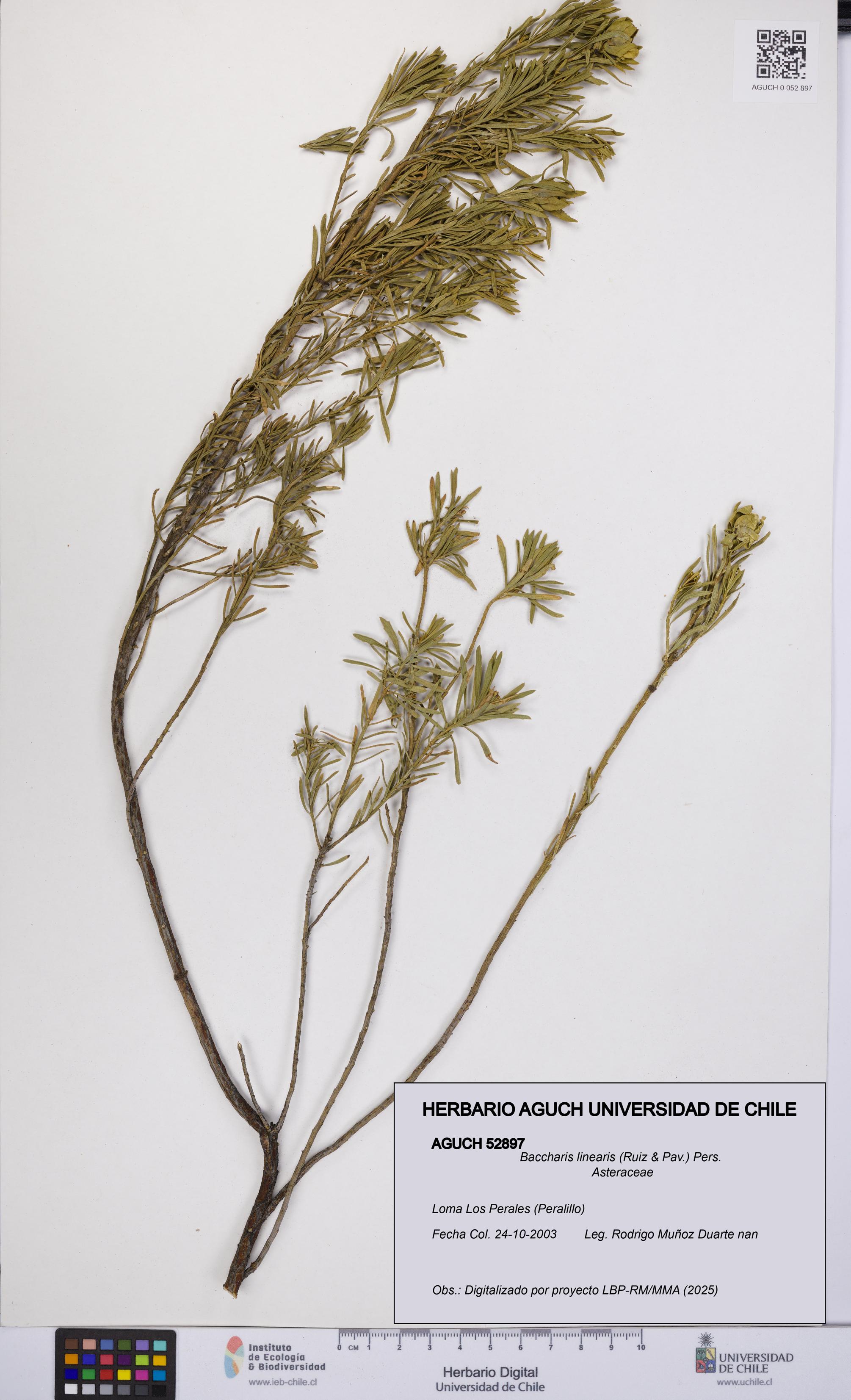 Baccharis linearis [Espécimen: UCH:AGUCH:0052897]