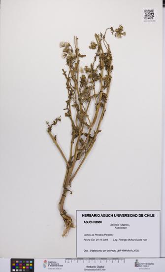 Senecio vulgaris [Espécimen: UCH:AGUCH:0052900]