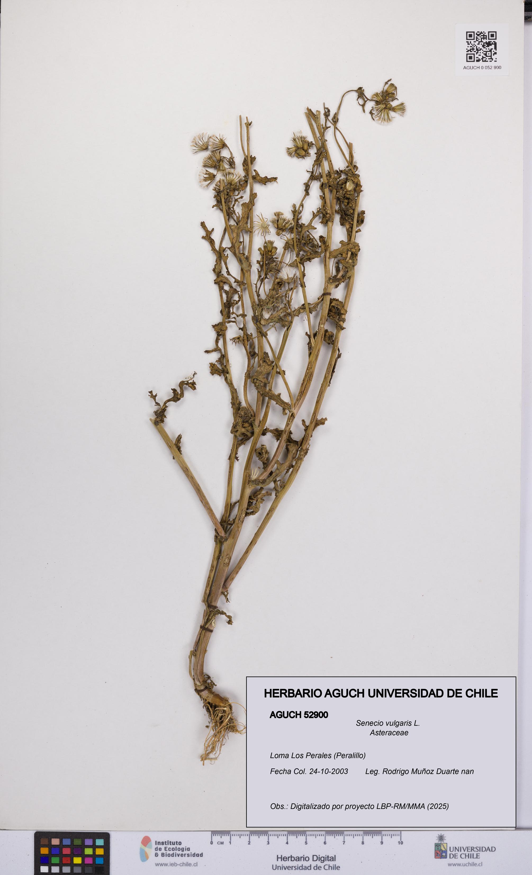 Senecio vulgaris [Espécimen: UCH:AGUCH:0052900]