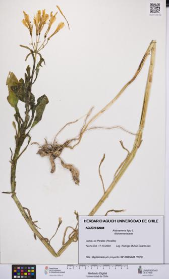 Alstroemeria ligtu [Espécimen: UCH:AGUCH:0052938]