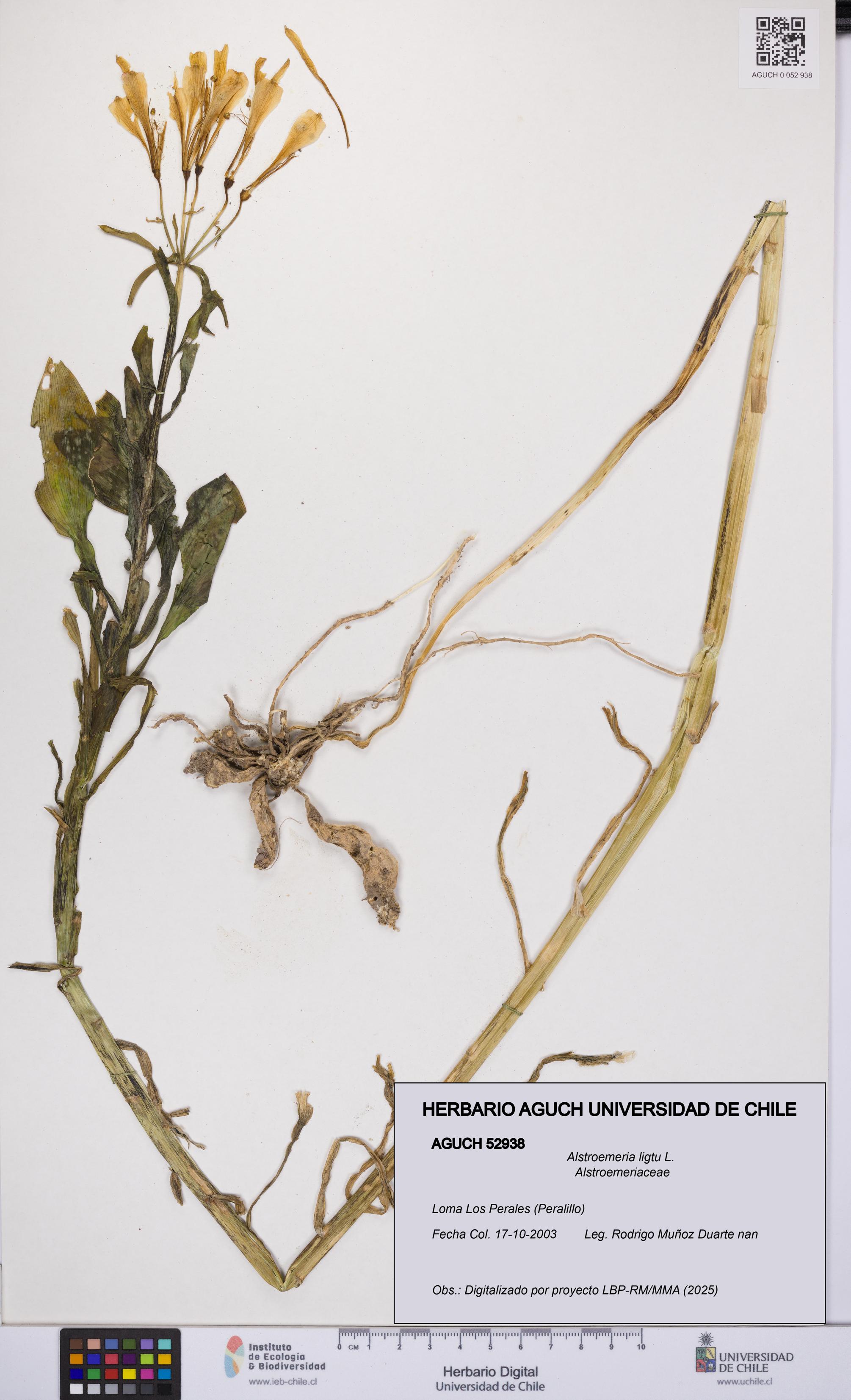 Alstroemeria ligtu [Espécimen: UCH:AGUCH:0052938]