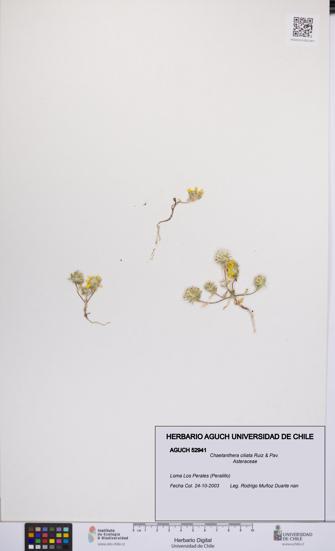 Chaetanthera ciliata [Espécimen: UCH:AGUCH:0052941]