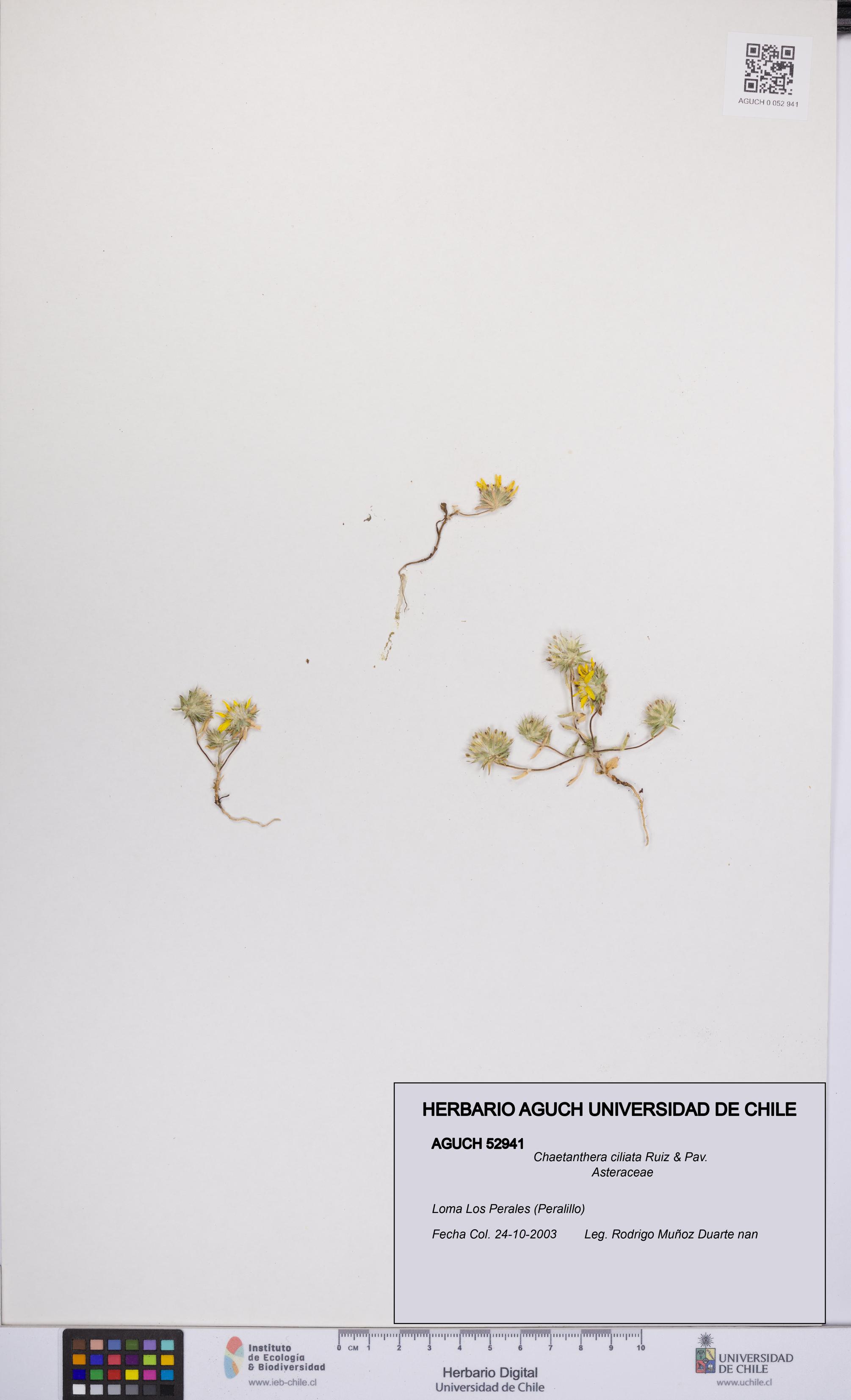 Chaetanthera ciliata [Espécimen: UCH:AGUCH:0052941]