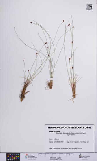 Eleocharis albibracteata [Espécimen: UCH:AGUCH:0052953]