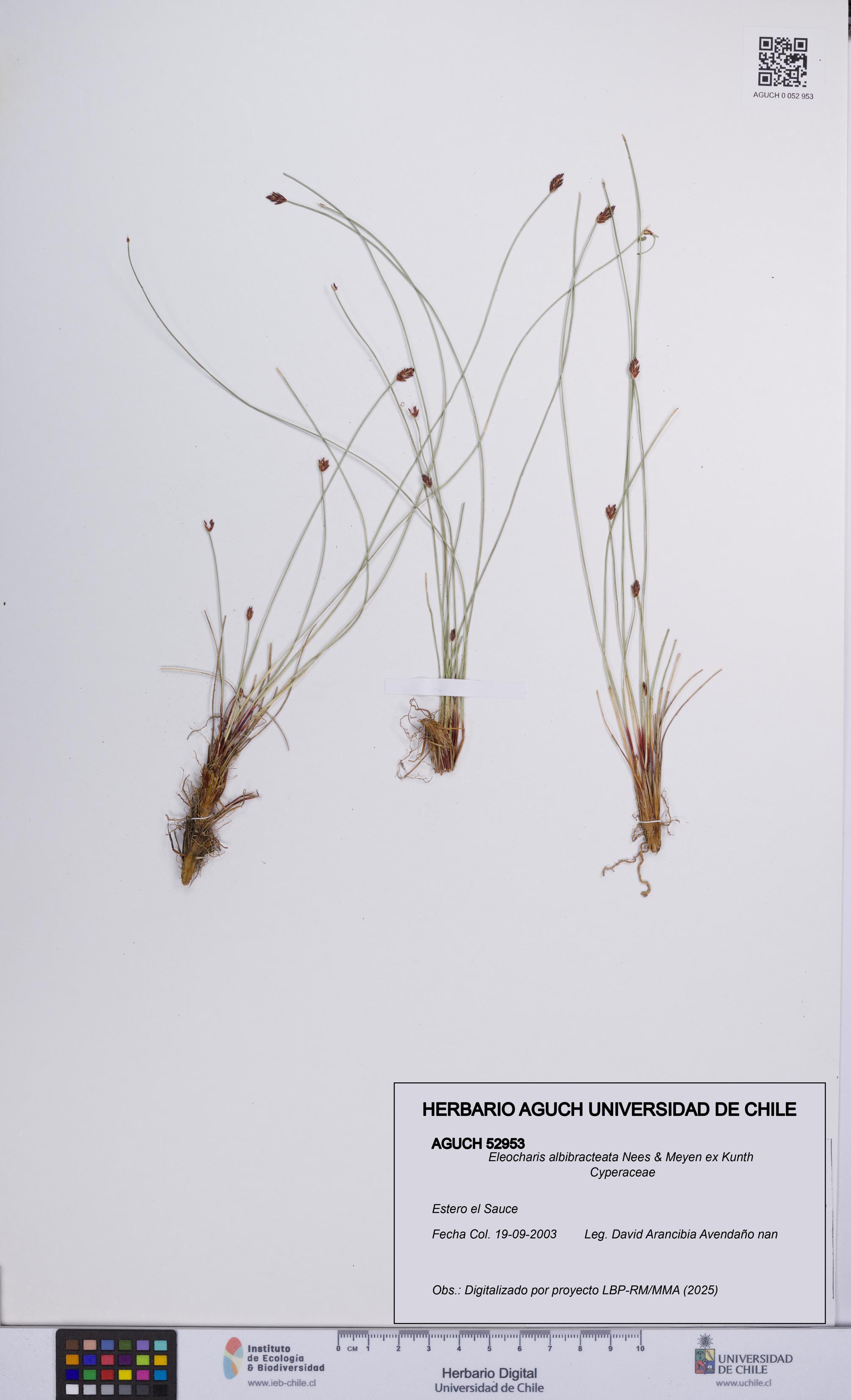 Eleocharis albibracteata [Espécimen: UCH:AGUCH:0052953]