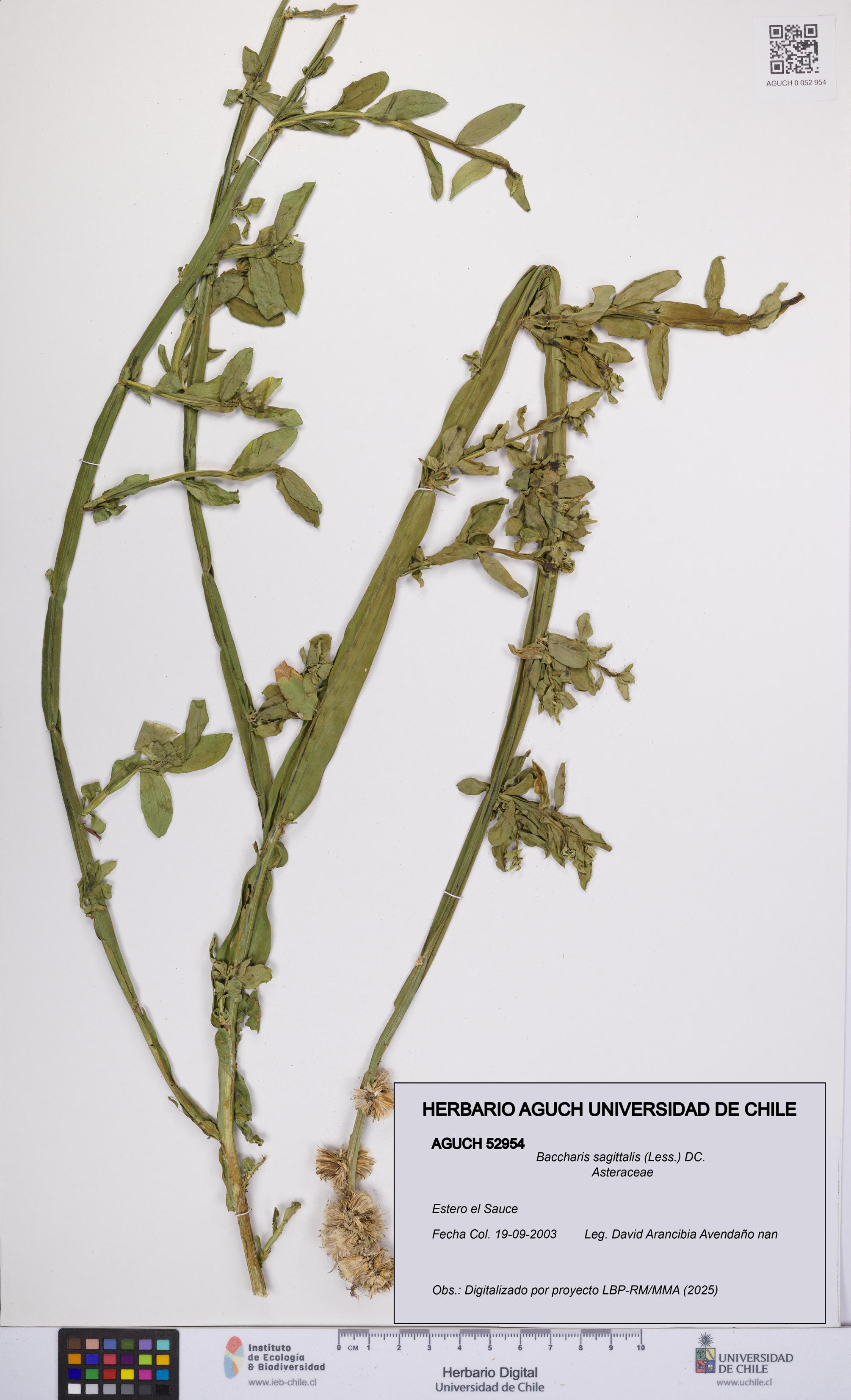 Baccharis sagittalis [Espécimen: UCH:AGUCH:0052954]