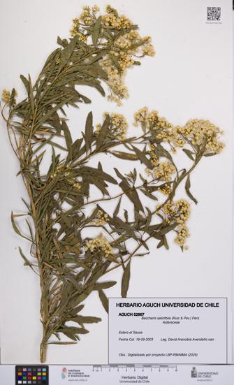 Baccharis salicifolia [Espécimen: UCH:AGUCH:0052957]