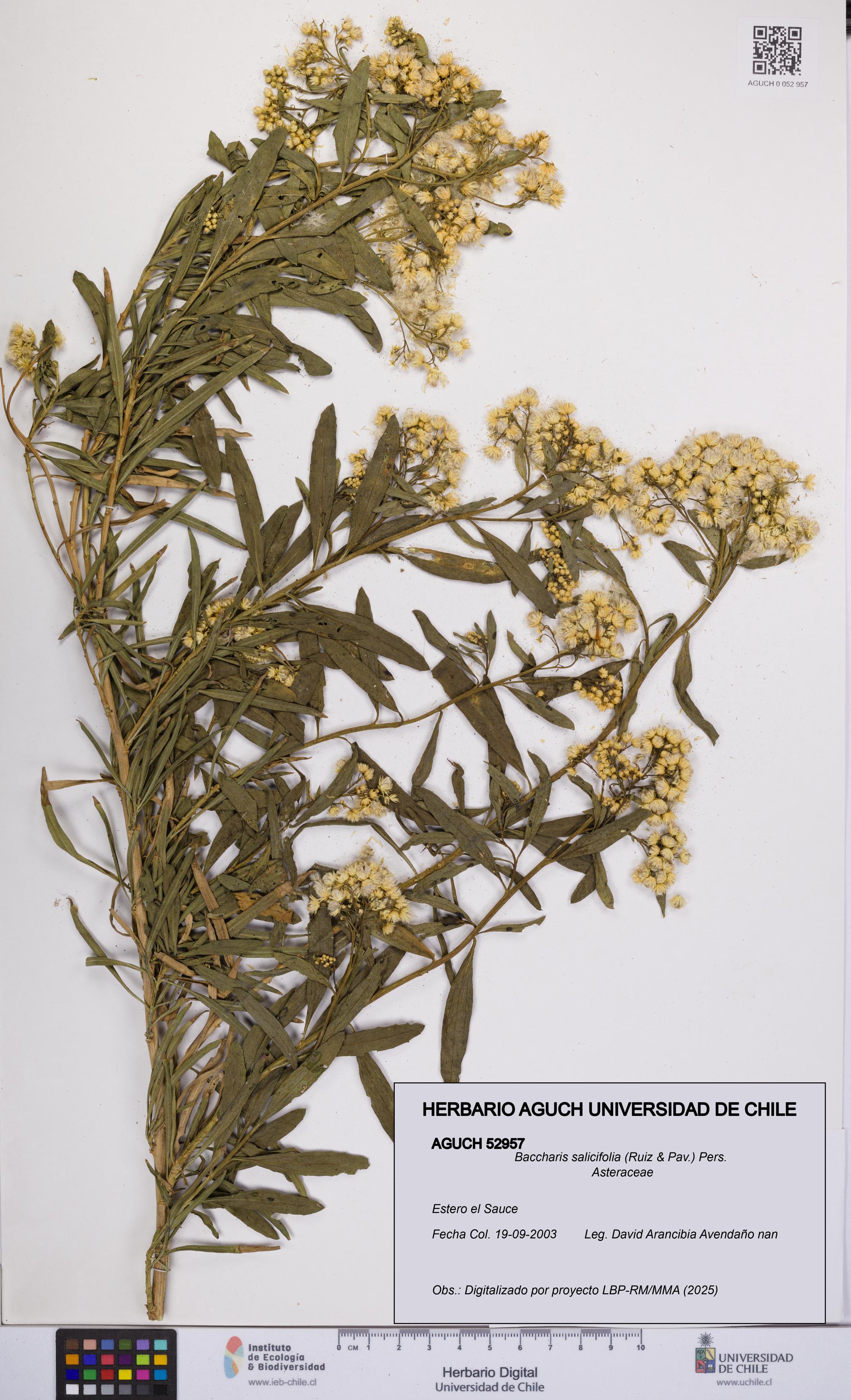 Baccharis salicifolia [Espécimen: UCH:AGUCH:0052957]