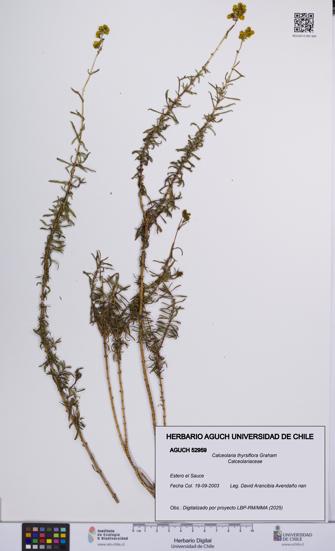 Calceolaria thyrsiflora [Espécimen: UCH:AGUCH:0052959]