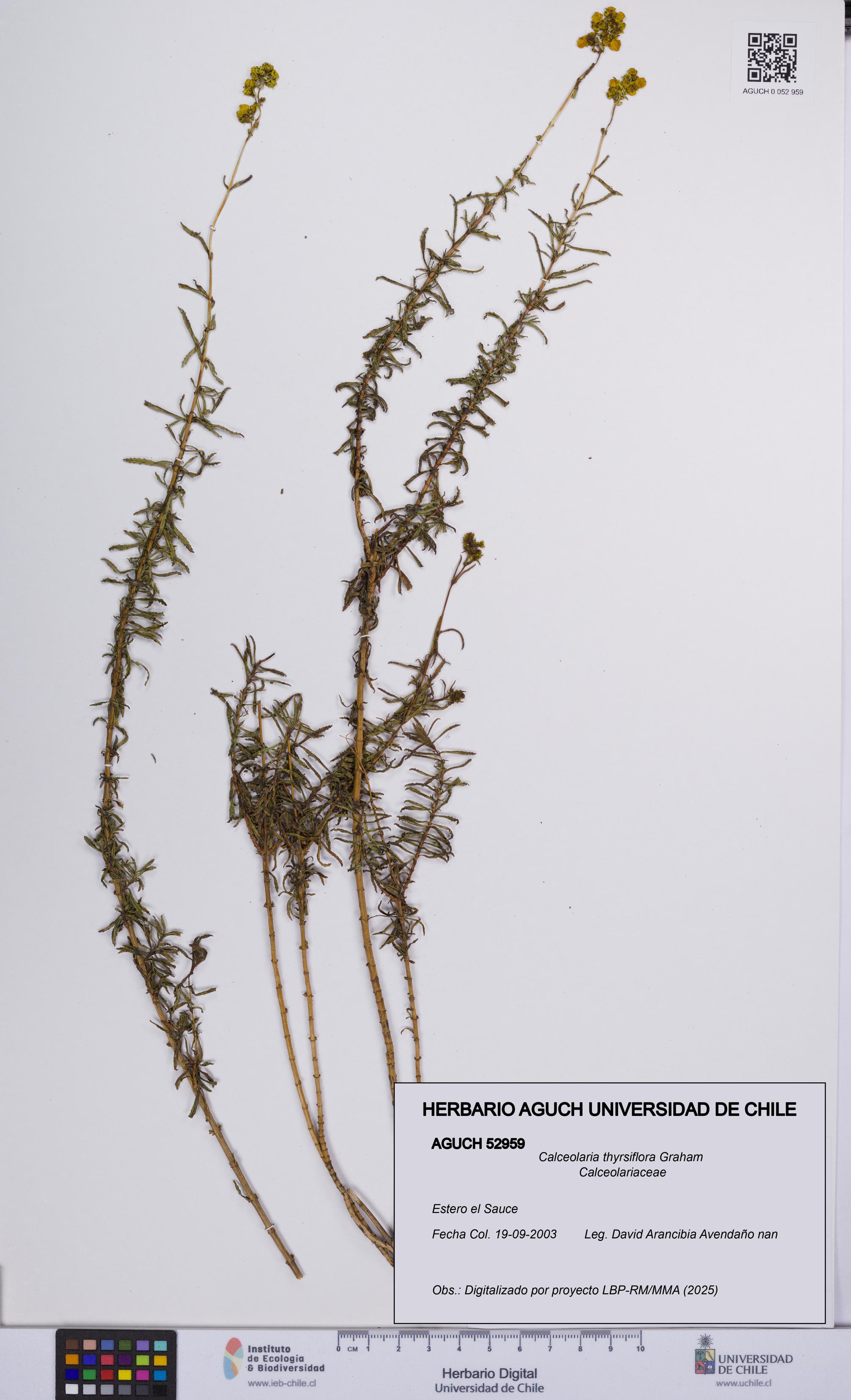 Calceolaria thyrsiflora [Espécimen: UCH:AGUCH:0052959]