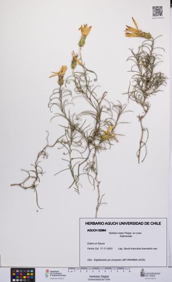 Mutisia rosea [Espécimen: UCH:AGUCH:0052964]