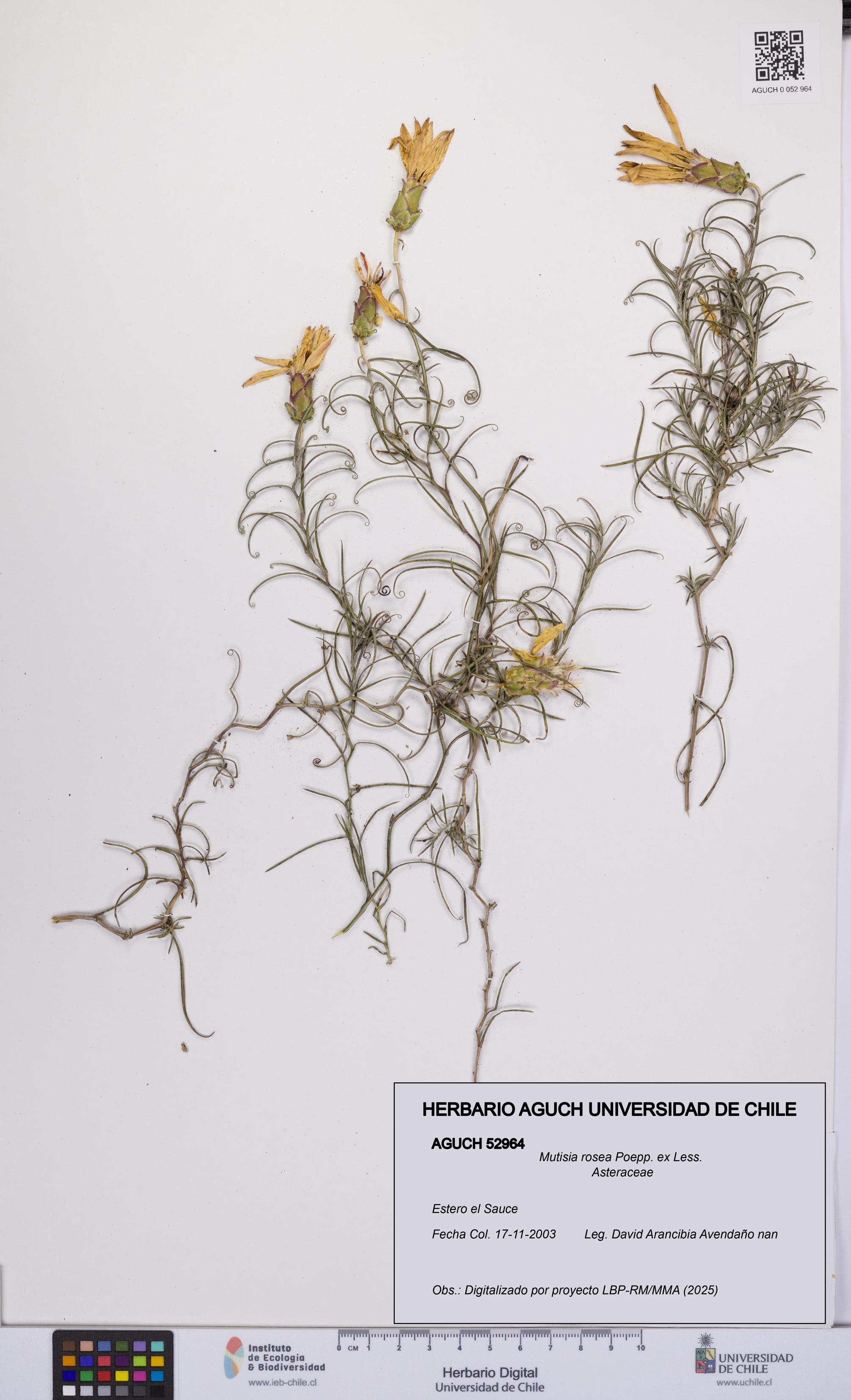 Mutisia rosea [Espécimen: UCH:AGUCH:0052964]