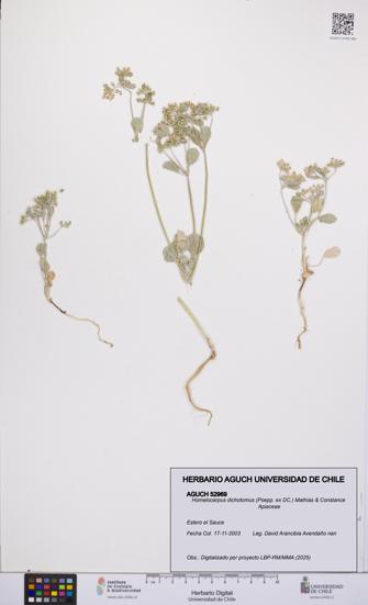 Homalocarpus dichotomus [Espécimen: UCH:AGUCH:0052969]