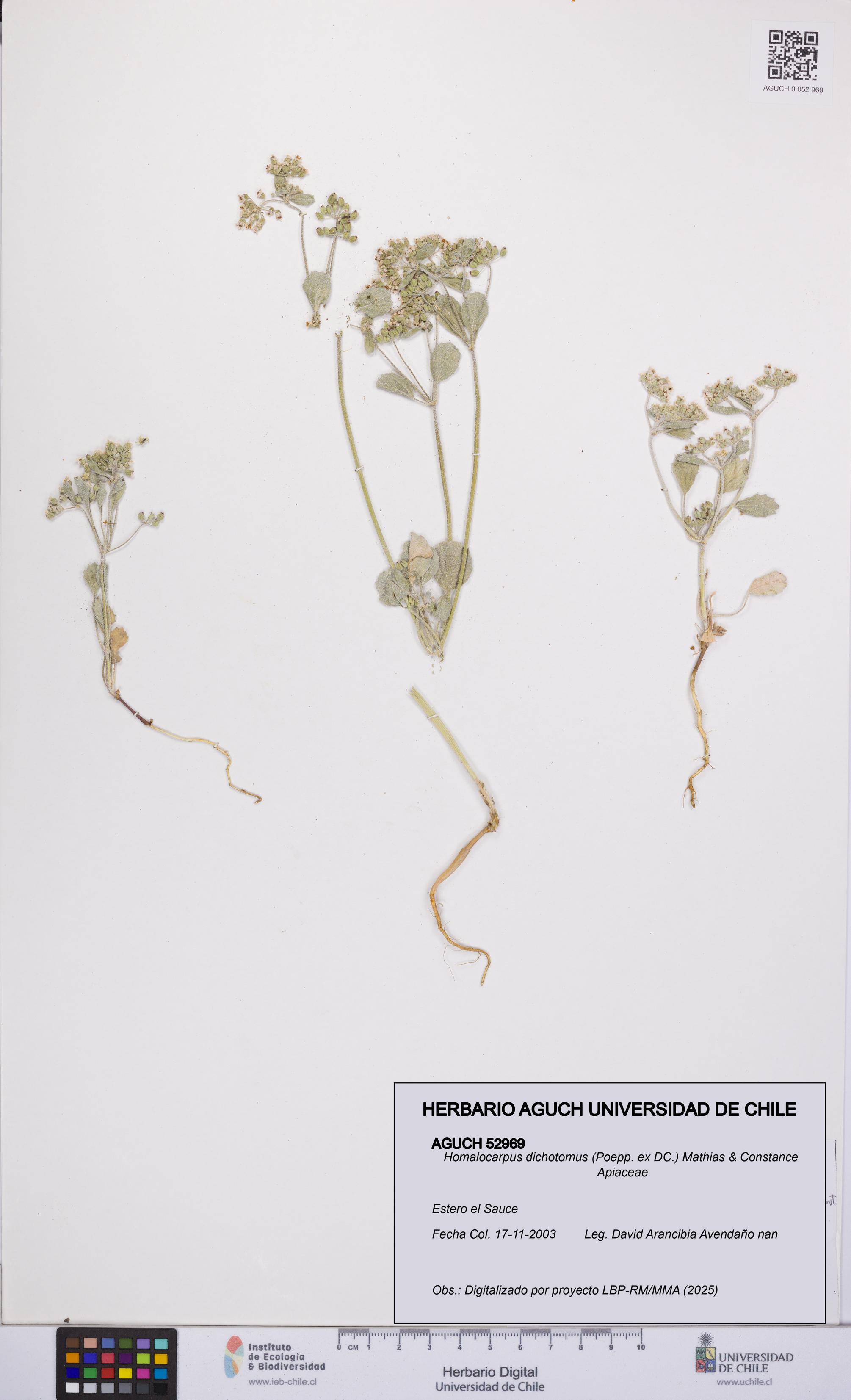 Homalocarpus dichotomus [Espécimen: UCH:AGUCH:0052969]