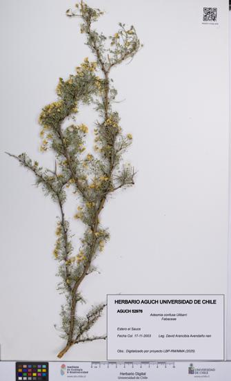 Adesmia confusa [Espécimen: UCH:AGUCH:0052976]