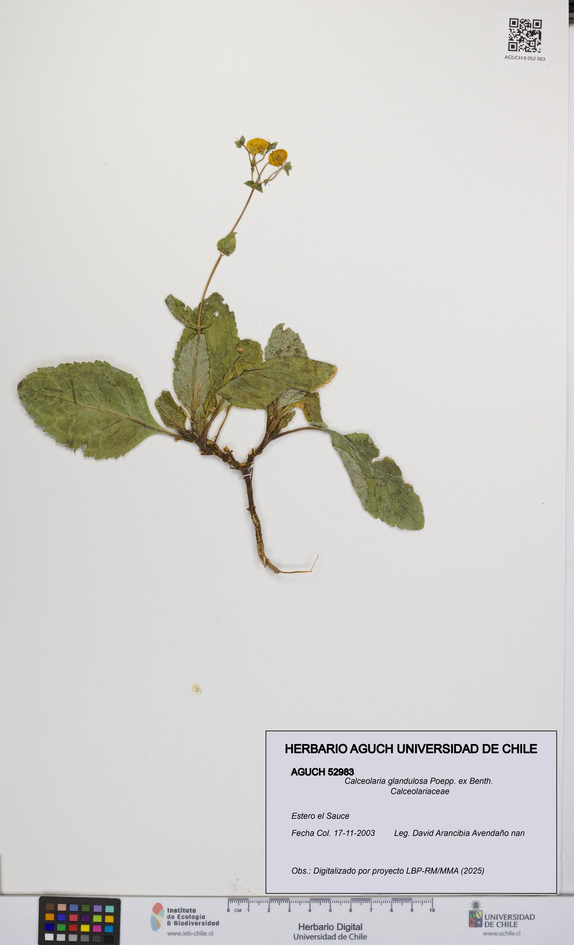 Calceolaria glandulosa [Espécimen: UCH:AGUCH:0052983]