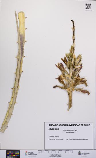 Puya berteroniana [Espécimen: UCH:AGUCH:0052987]
