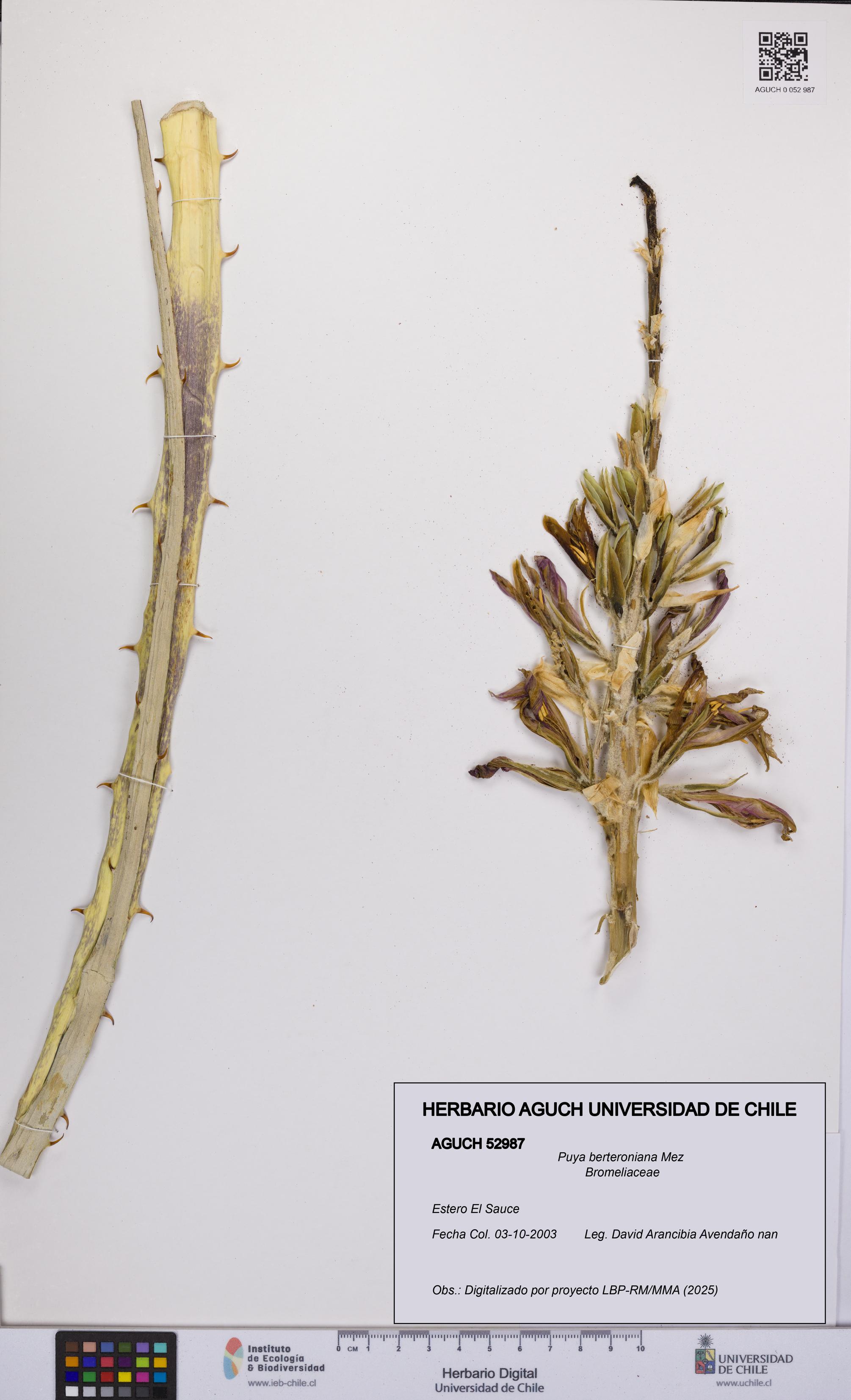 Puya berteroniana [Espécimen: UCH:AGUCH:0052987]