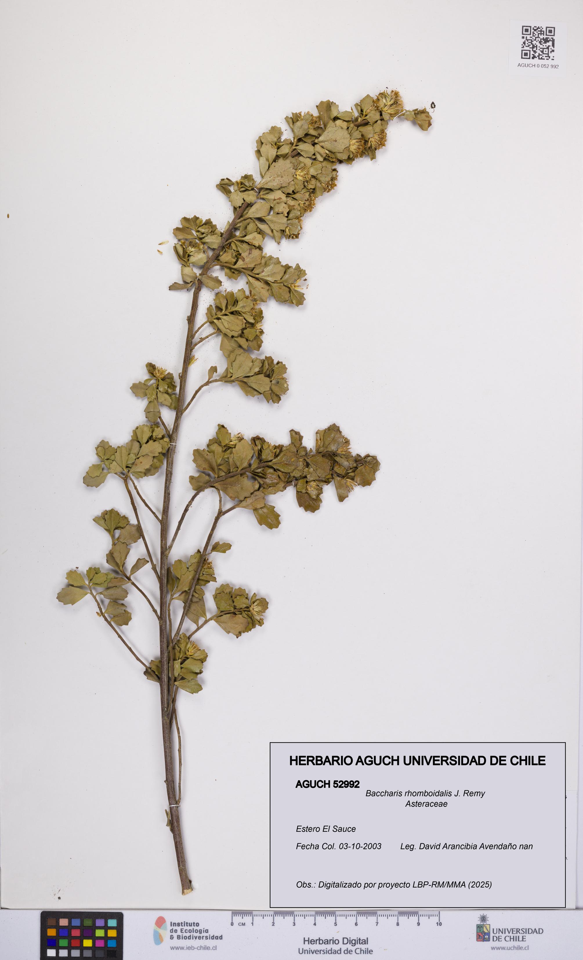 Baccharis rhomboidalis [Espécimen: UCH:AGUCH:0052992]