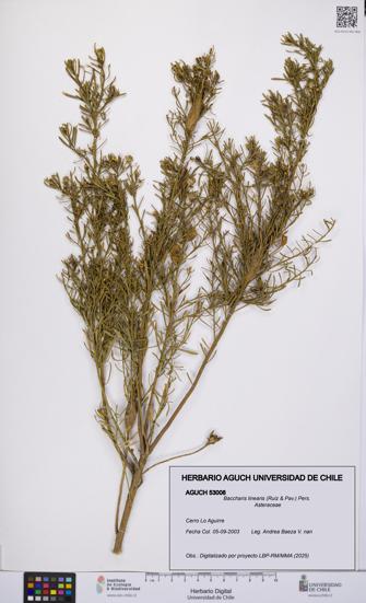 Baccharis linearis [Espécimen: UCH:AGUCH:0053008]