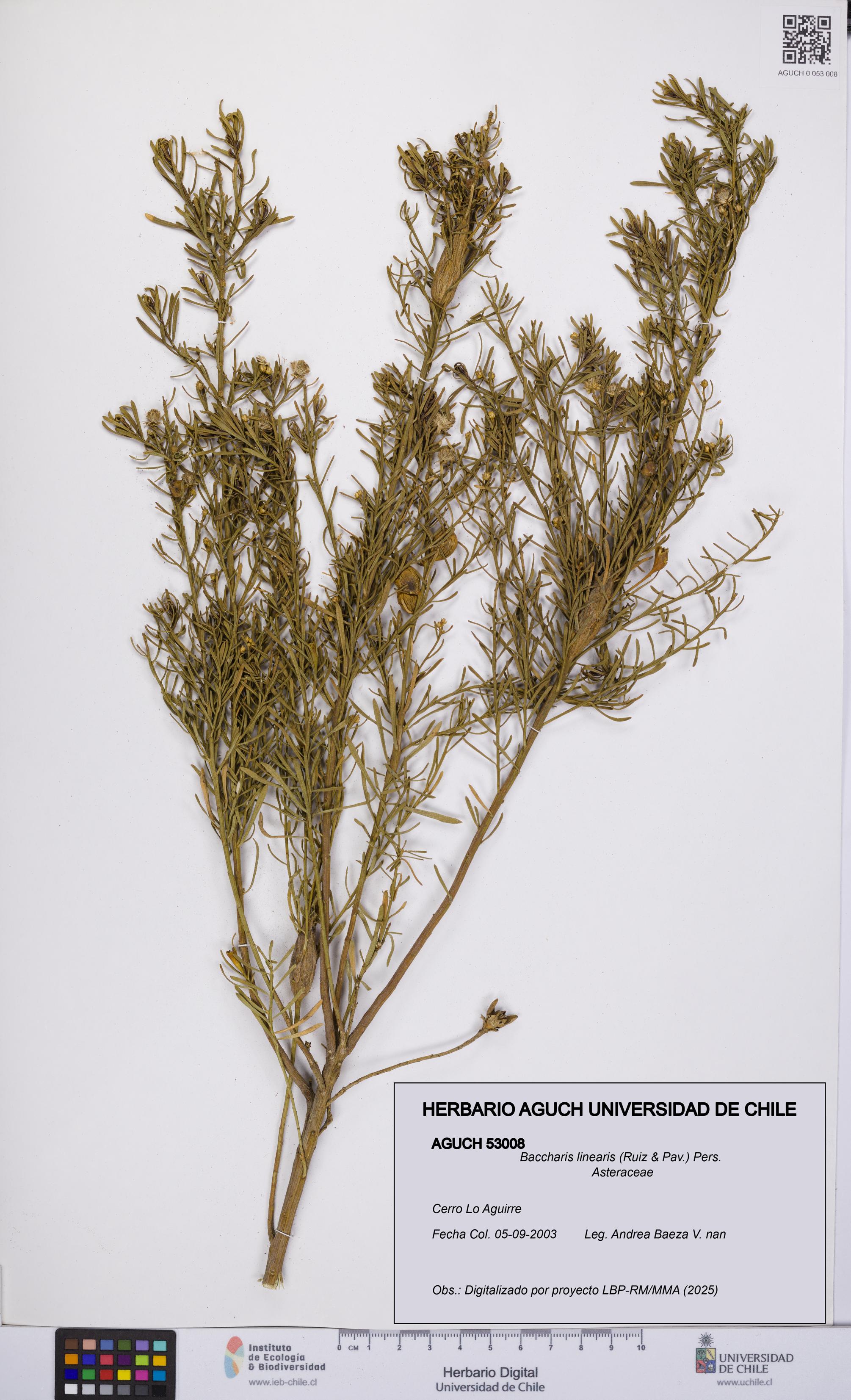 Baccharis linearis [Espécimen: UCH:AGUCH:0053008]