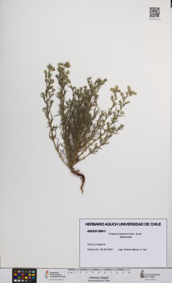 Cristaria dissecta [Espécimen: UCH:AGUCH:0053011]