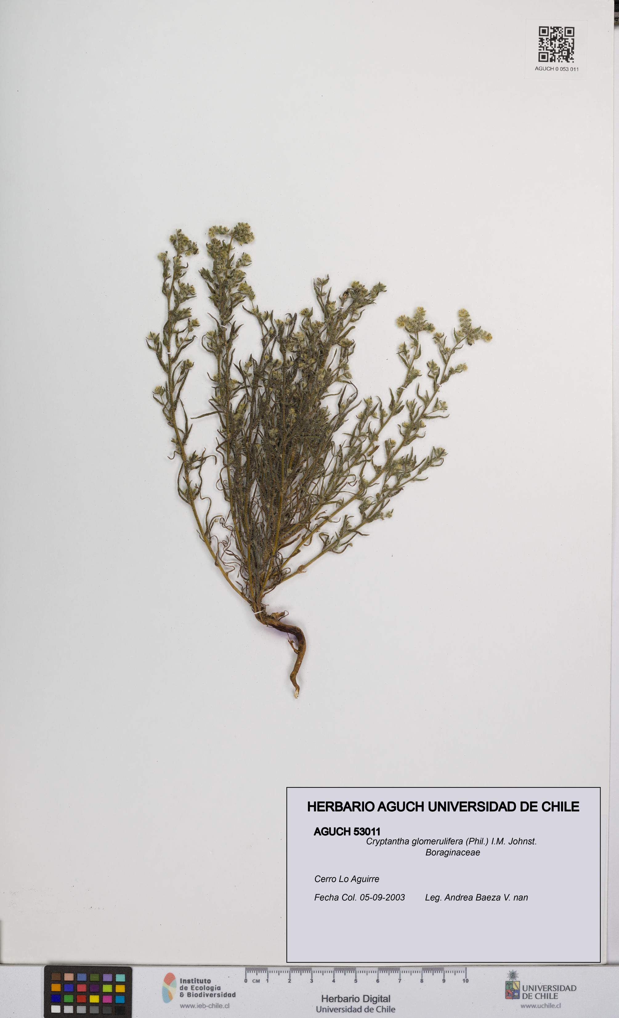 Cryptantha glomerulifera [Espécimen: UCH:AGUCH:0053011]