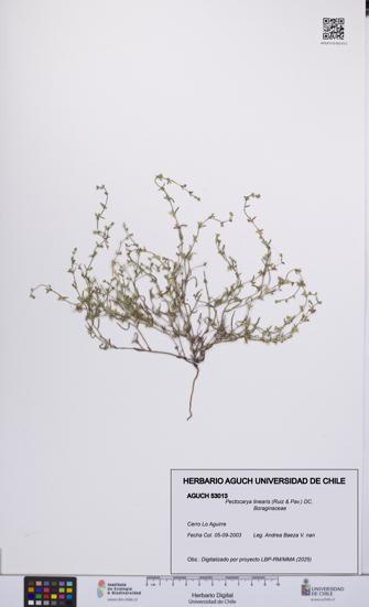 Pectocarya linearis [Espécimen: UCH:AGUCH:0053013]