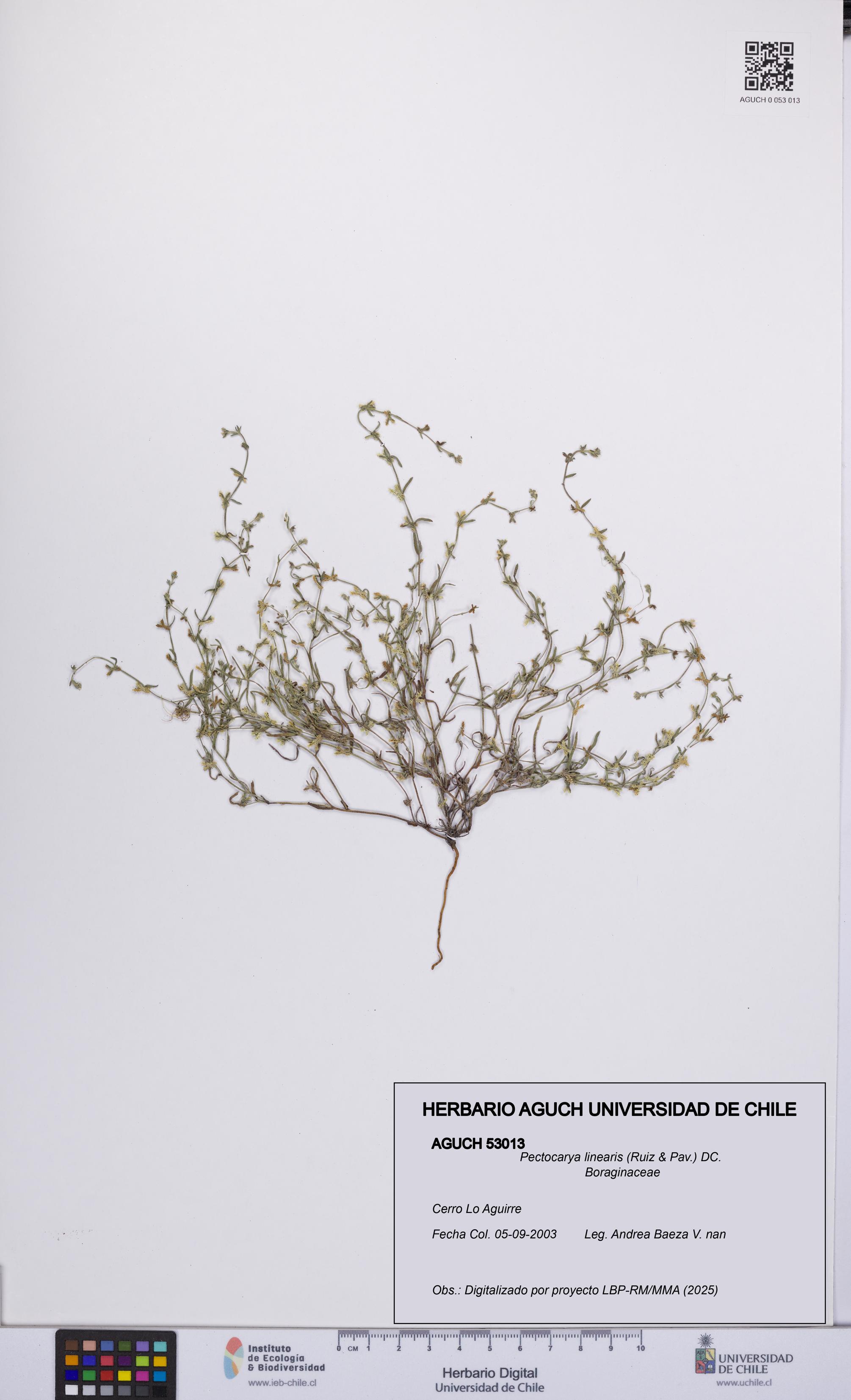 Pectocarya linearis [Espécimen: UCH:AGUCH:0053013]