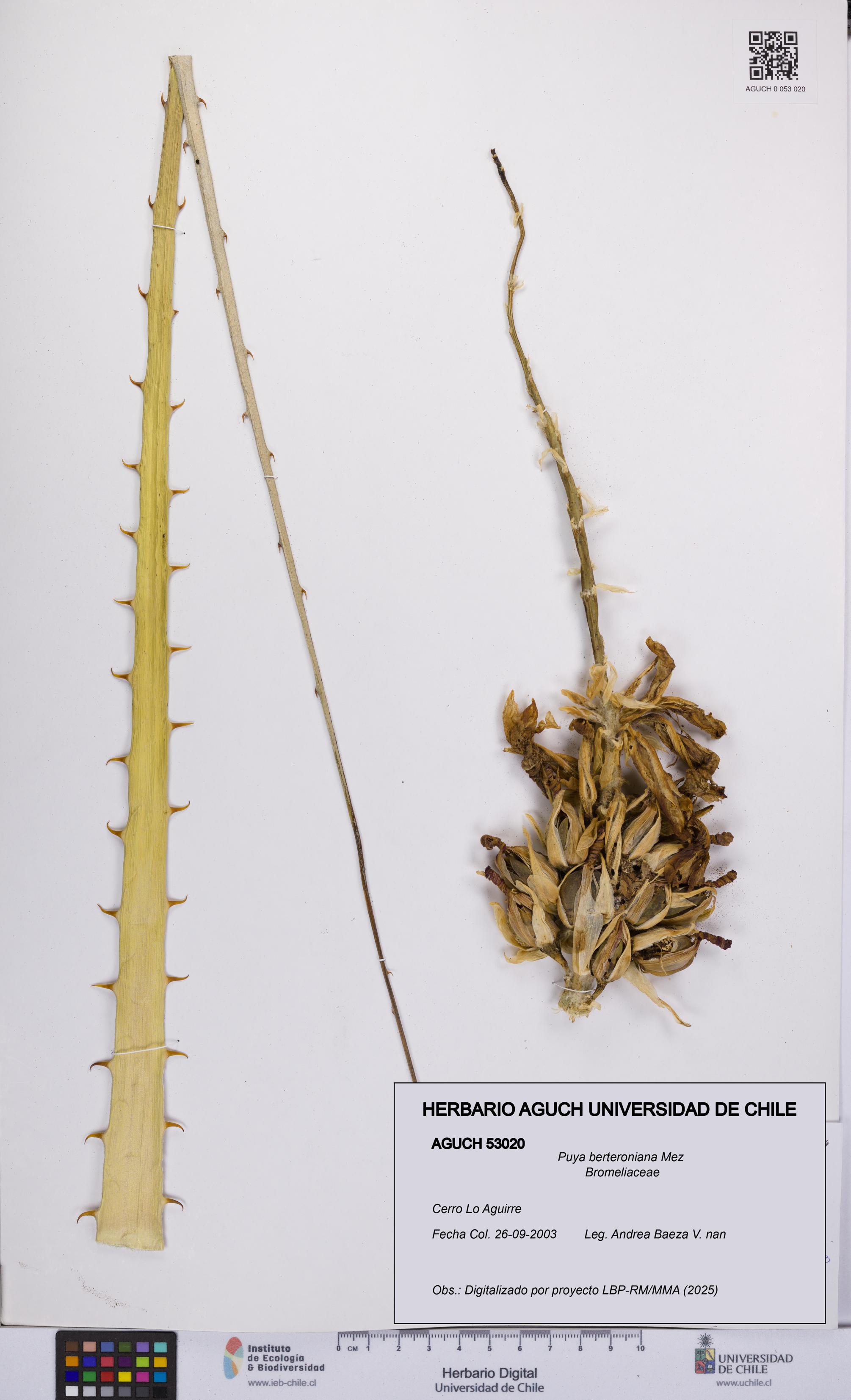 Puya berteroniana [Espécimen: UCH:AGUCH:0053020]