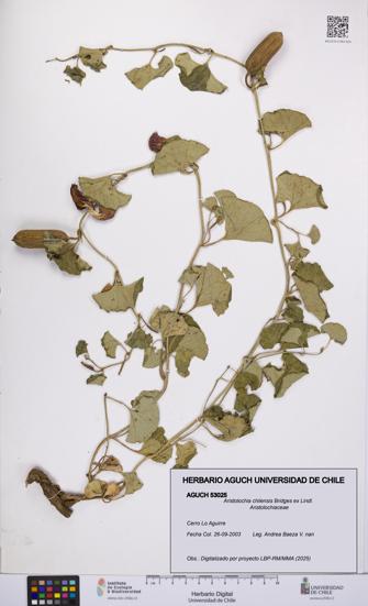 Aristolochia chilensis [Espécimen: UCH:AGUCH:0053025]