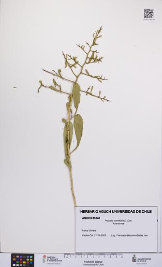 Proustia cuneifolia [Espécimen: UCH:AGUCH:0053146]