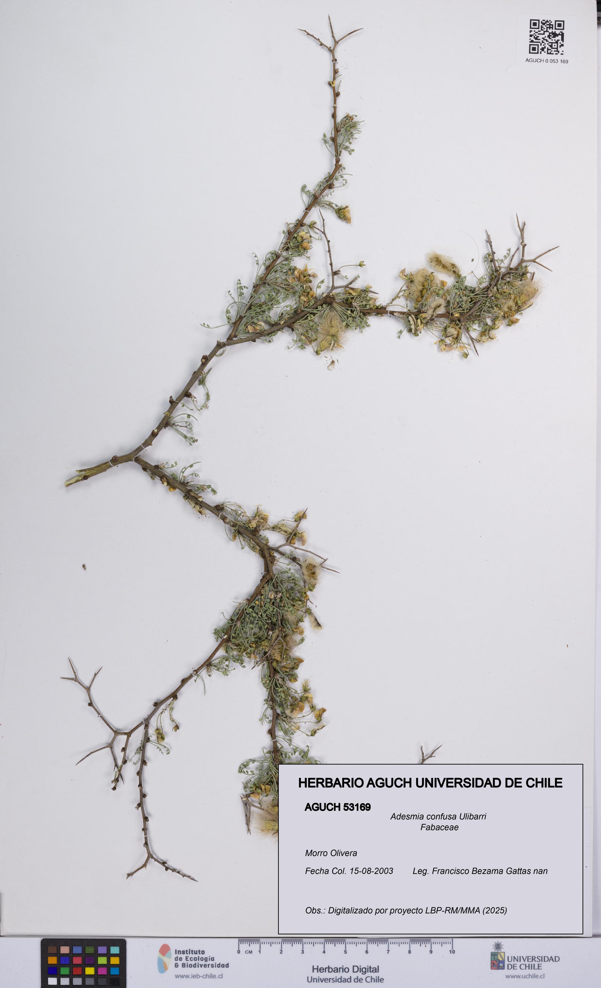 Adesmia confusa [Espécimen: UCH:AGUCH:0053169]