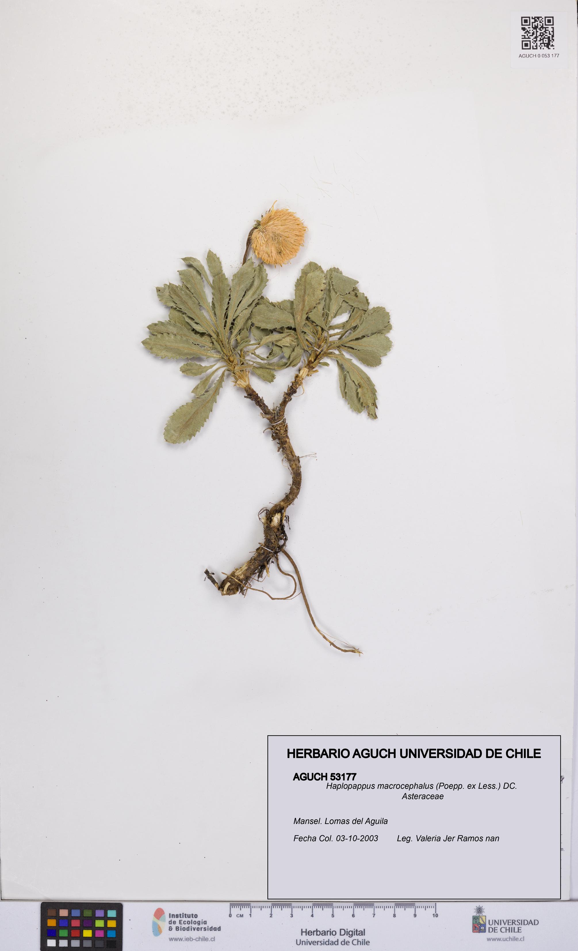 Haplopappus macrocephalus [Espécimen: UCH:AGUCH:0053177]