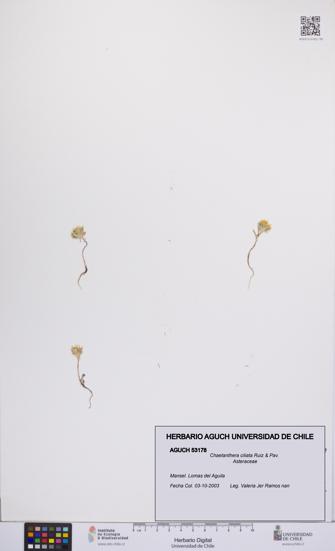 Chaetanthera ciliata [Espécimen: UCH:AGUCH:0053178]