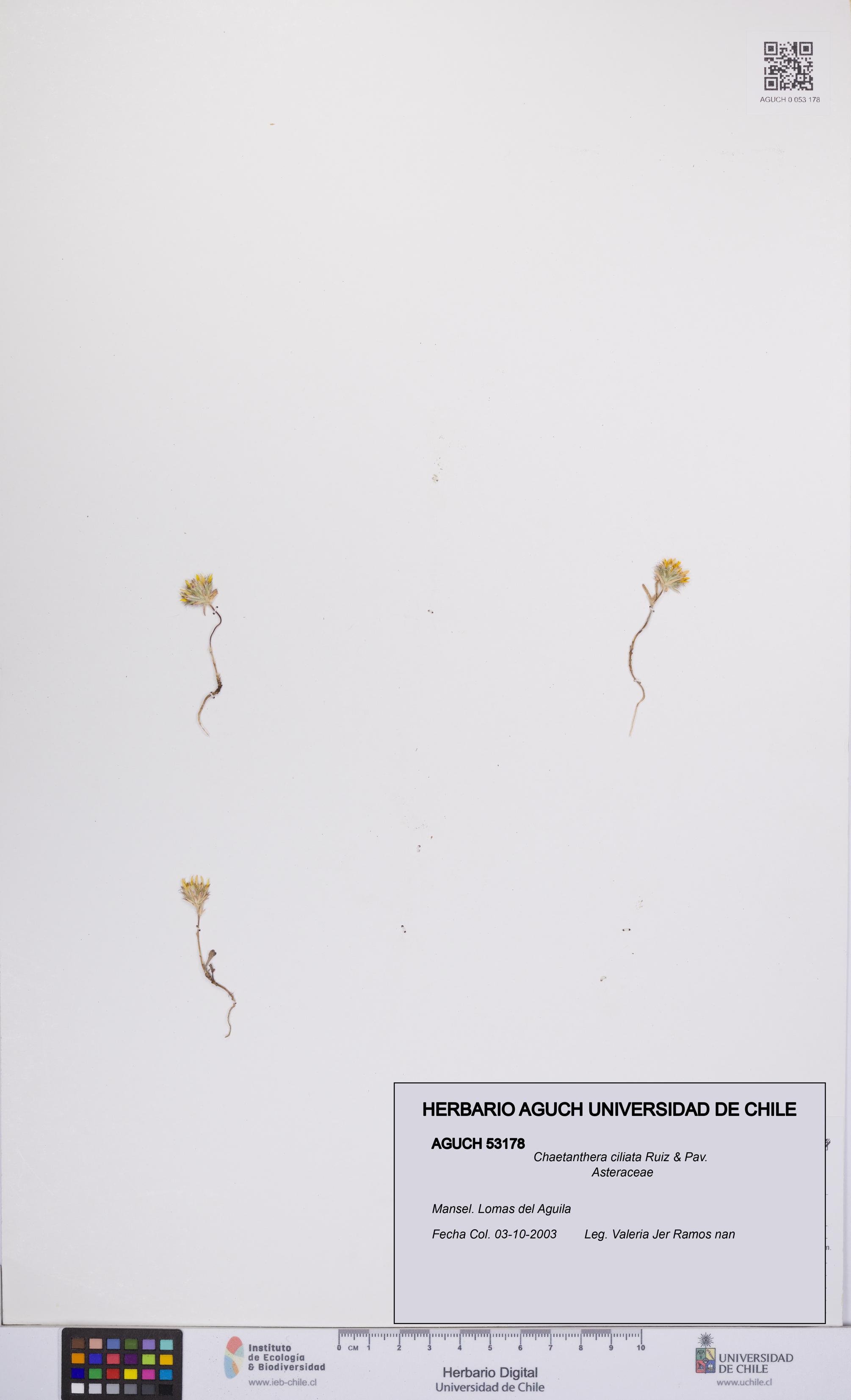 Chaetanthera ciliata [Espécimen: UCH:AGUCH:0053178]