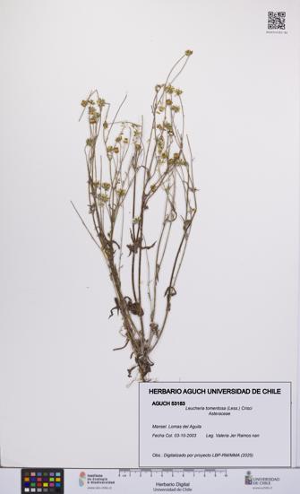 Leucheria tomentosa [Espécimen: UCH:AGUCH:0053183]