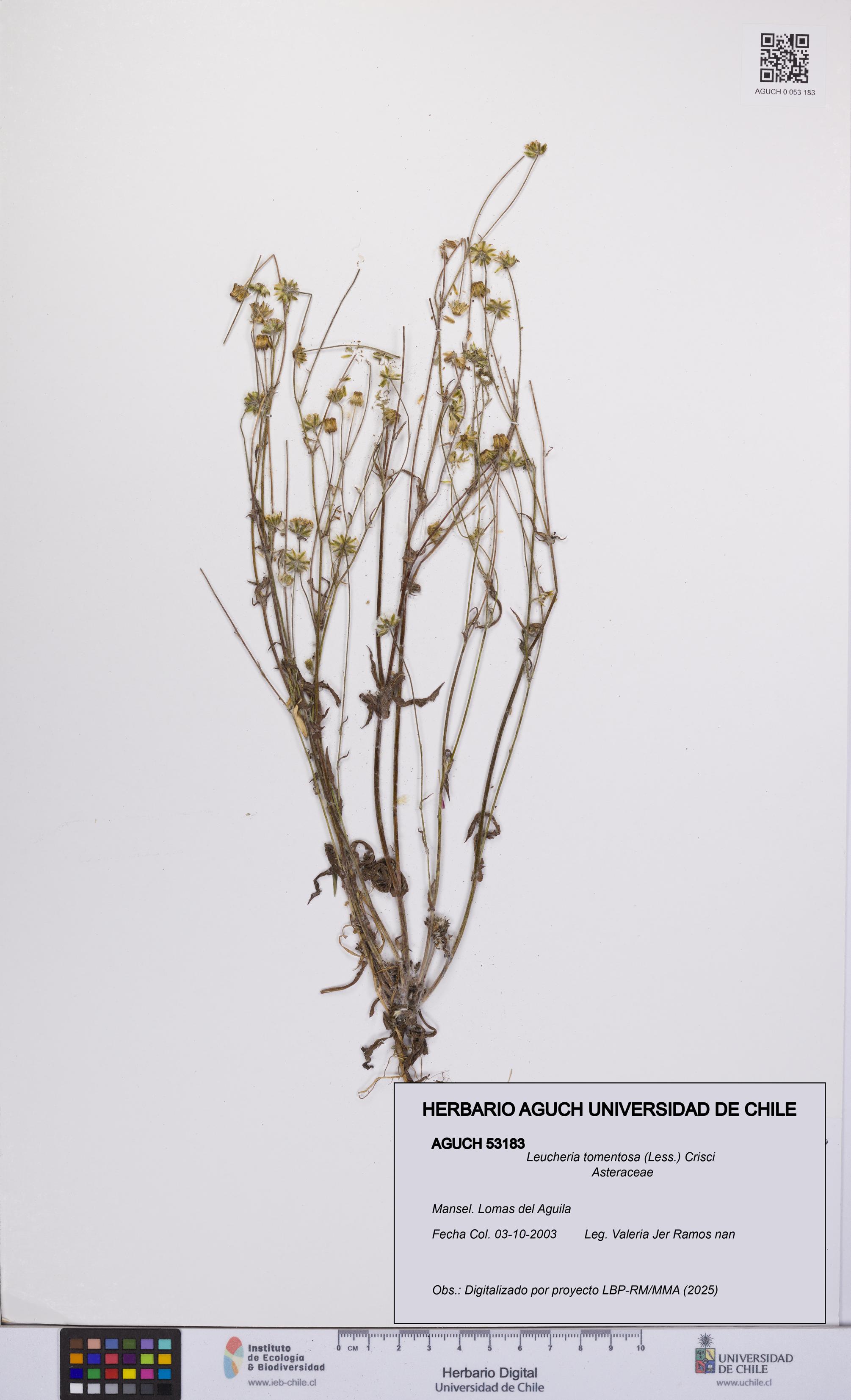 Leucheria tomentosa [Espécimen: UCH:AGUCH:0053183]