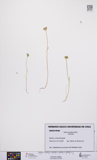 Daucus pusillus [Espécimen: UCH:AGUCH:0053184]