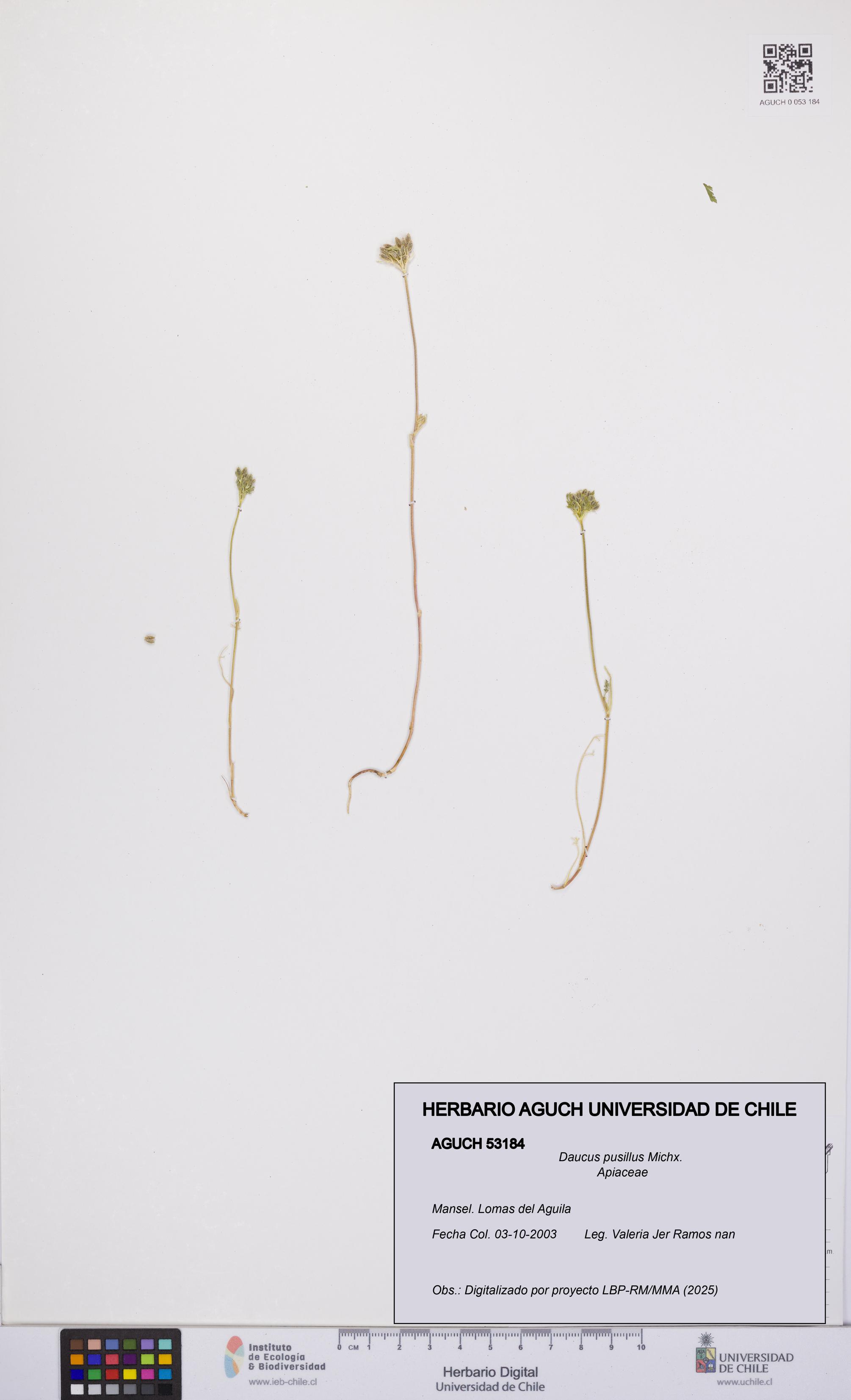 Daucus pusillus [Espécimen: UCH:AGUCH:0053184]