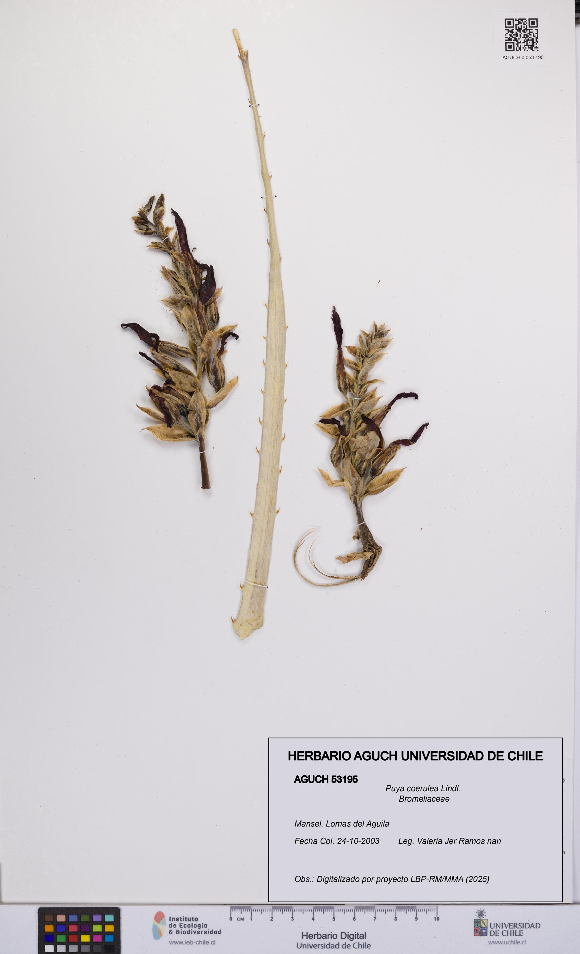 Puya coerulea [Espécimen: UCH:AGUCH:0053195]