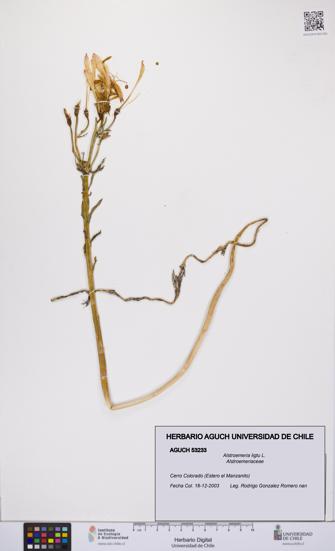 Alstroemeria ligtu [Espécimen: UCH:AGUCH:0053233]