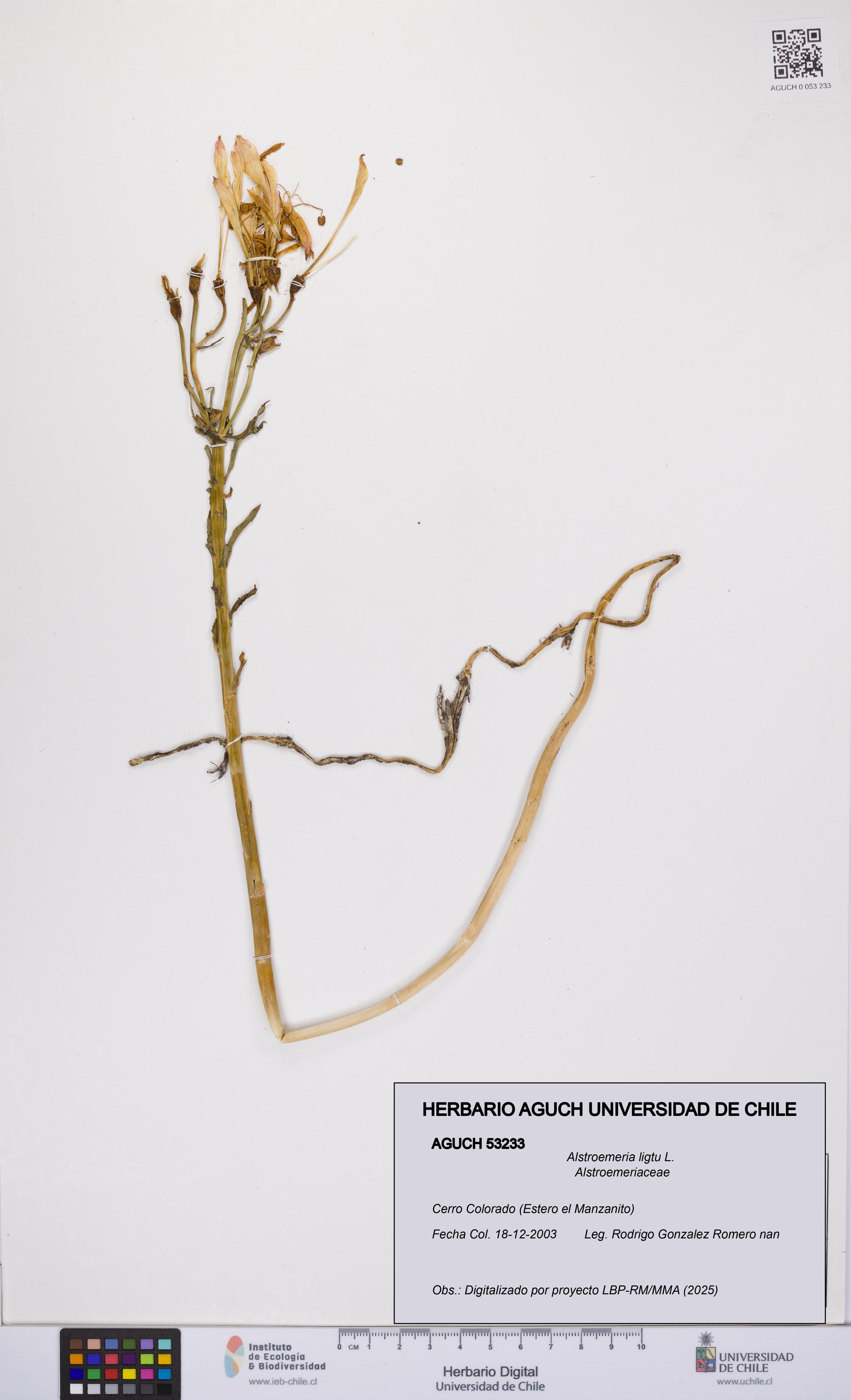 Alstroemeria ligtu [Espécimen: UCH:AGUCH:0053233]