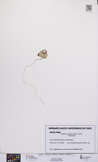 Oriastrum pusillum [Espécimen: UCH:AGUCH:0053246]